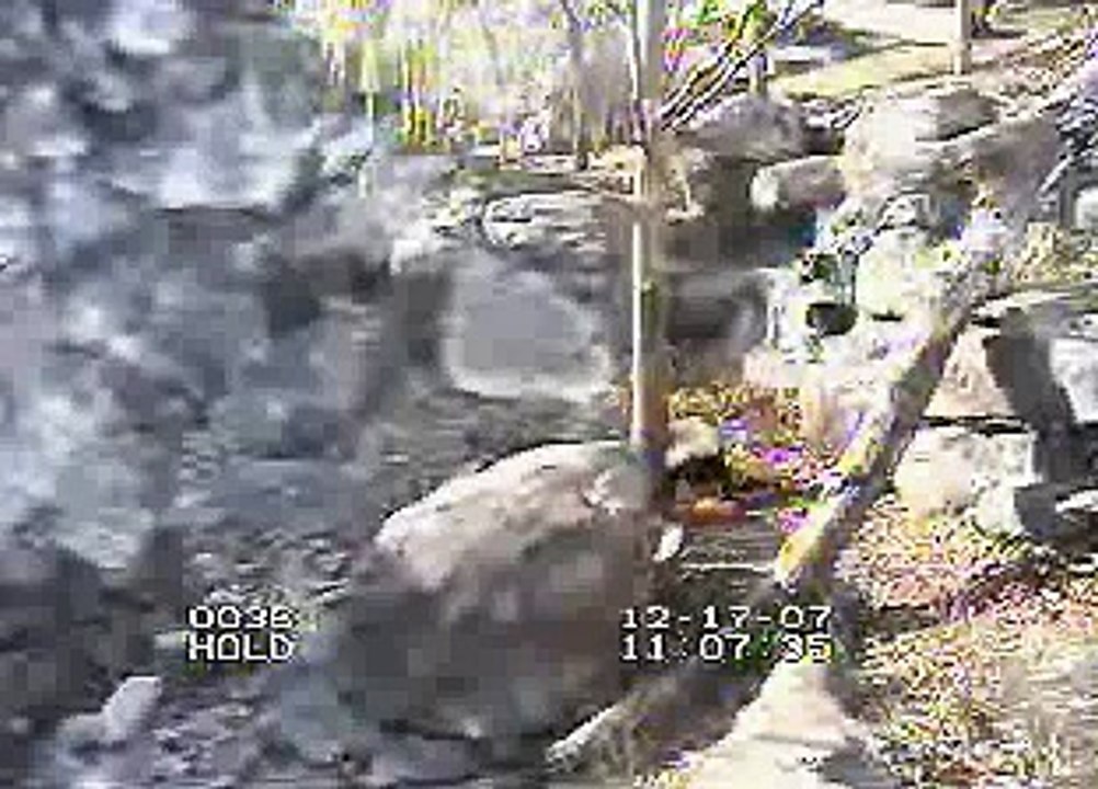 Tai & the Pearl toy Dec 17-07