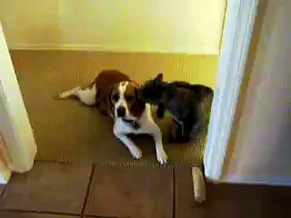 Interspecies pet love
