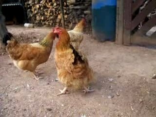 3 poules