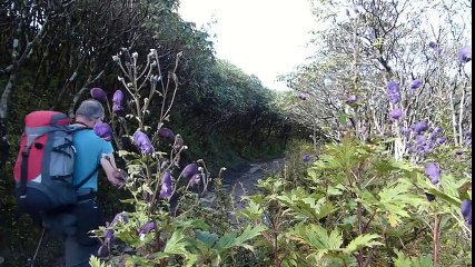 Five days in the Eastern Himalaya  The Sandakphu to Phalut Trek