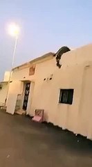 قرود تهاجم احياء في بريدة