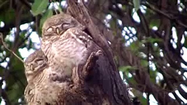 Spotted owlet @ KNP Bharatpur India