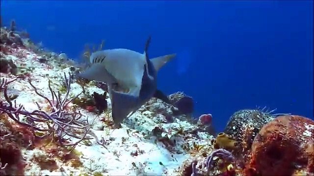 Giant Saw Toothed Shark Real or Fake