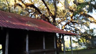 Pioneer Log Cabin Mayo FL 1904