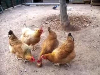 Les 4 poules en train de manger 1 poire