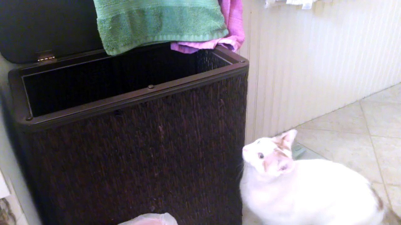 Ce chat rate son saut et fini dans le panier.