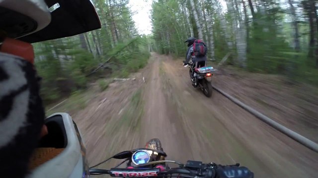 Des motards frôlés par un ours en foret.
