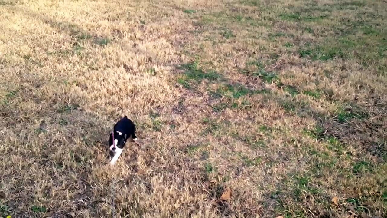 Ce chiot déteste se balader en laisse. Trop marrant