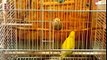 budgies parrots breeding in urdu part 6.
