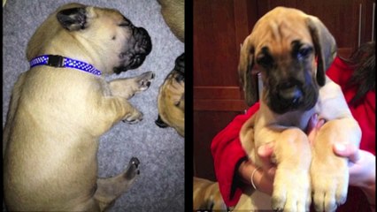 Its the real life Scooby Doo! Two Great Dane, Presley and Diesel
