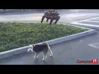 Google'ın robot köpeği Spot, gerçek köpek Fido'ya karşı