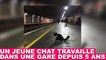 Un jeune chat travaille dans une gare depuis 5 ans ! Découvrez son quotidien dans la minute chat #146