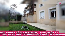 Des chats régulièrement torturés et tués dans une copropriété près d'Avignon... Tout de suite dans la minute chat #147