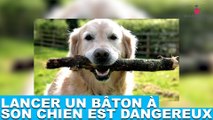Lancer un bâton à son chien est dangereux ! Explications dans la minute chien #146