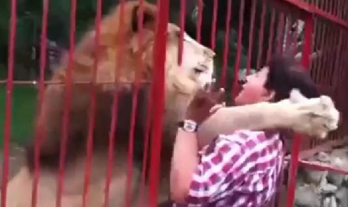 Yıllar sonra kurtarıcısını gören aslan bakın ne yaptı