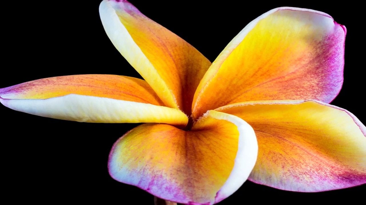 yellow purple flowers