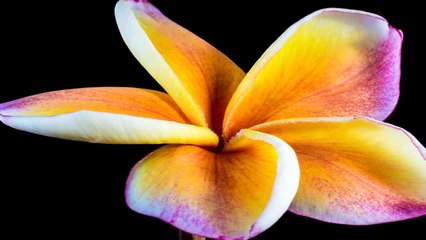 yellow purple flowers