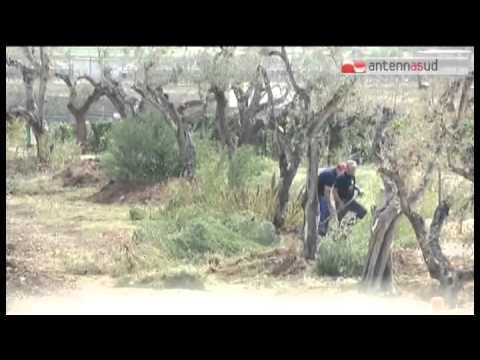 Tg Antenna Sud - Il neo direttore della Cia Puglia comincia dai Consorzi di bonifica