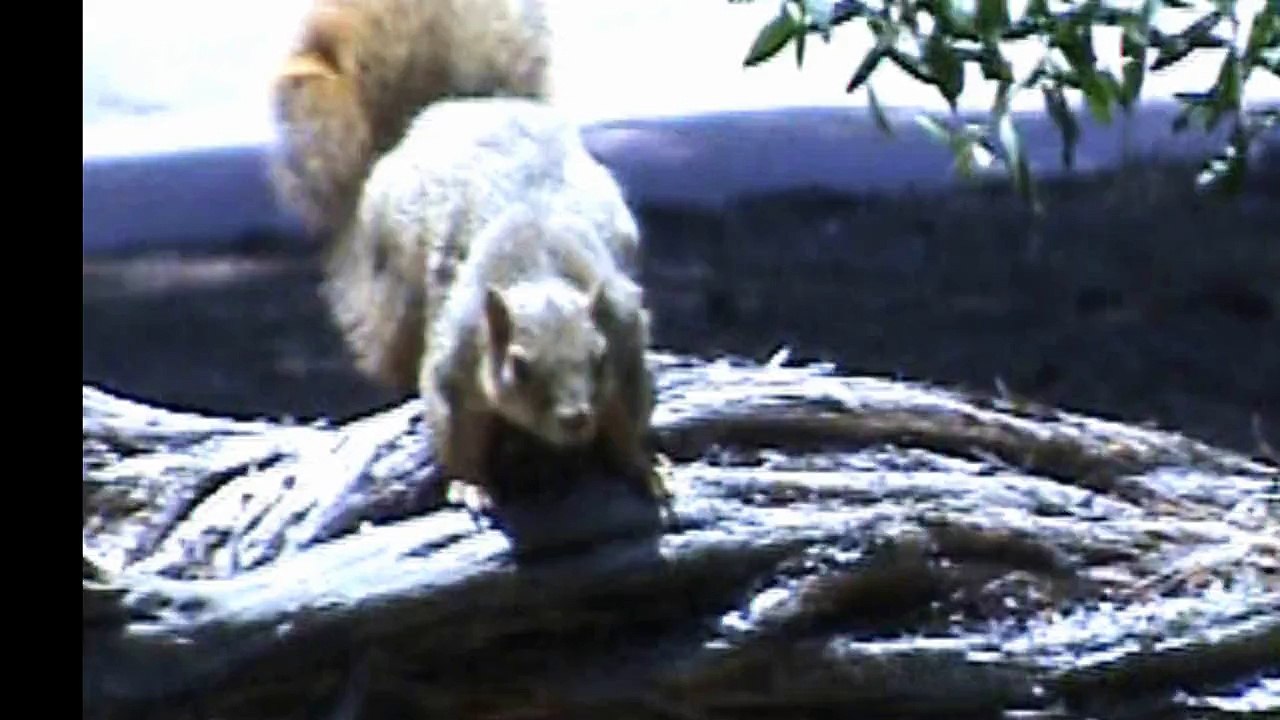 Apple Mud Wrestling!