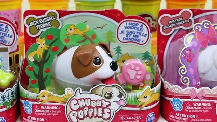 Chubby Puppies Orbeez Race Cute Puppy Dog Race In Orbeez!