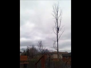 What did you do Wrong way to cut down a tree