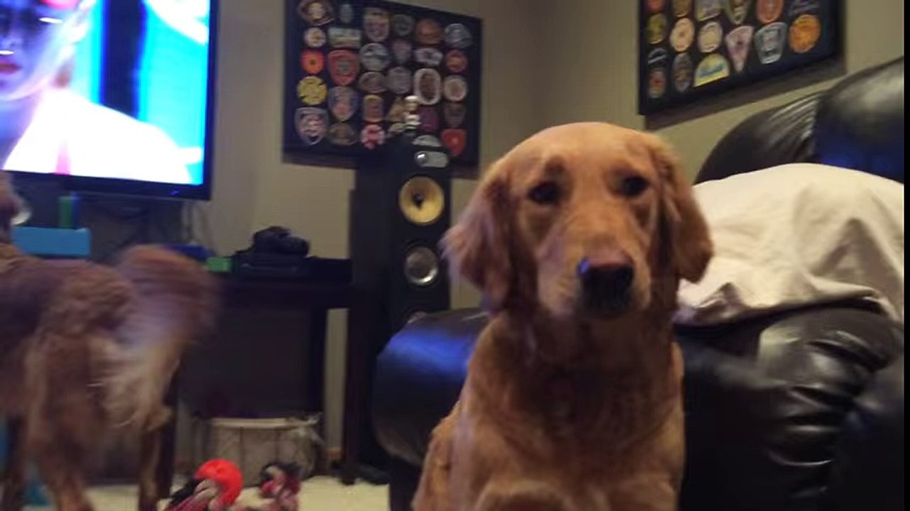 Dog loves watching tennis