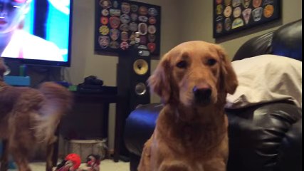 Dog loves watching tennis