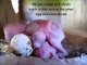 750,000+ VIEWS! New born baby budgie (budgerigar, parrot) chick 1 to 30 day growth stages