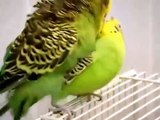 Parakeets mating, budgies mating
