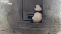 Chine : ce bébé panda veut à tout prix sortir de son enclos !
