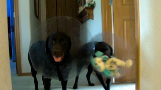 My 2 chocolate labs break their after surgery cones running stairs