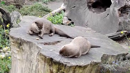 Cute Otter Juggling a Rock, funny fails, funny cat and dog