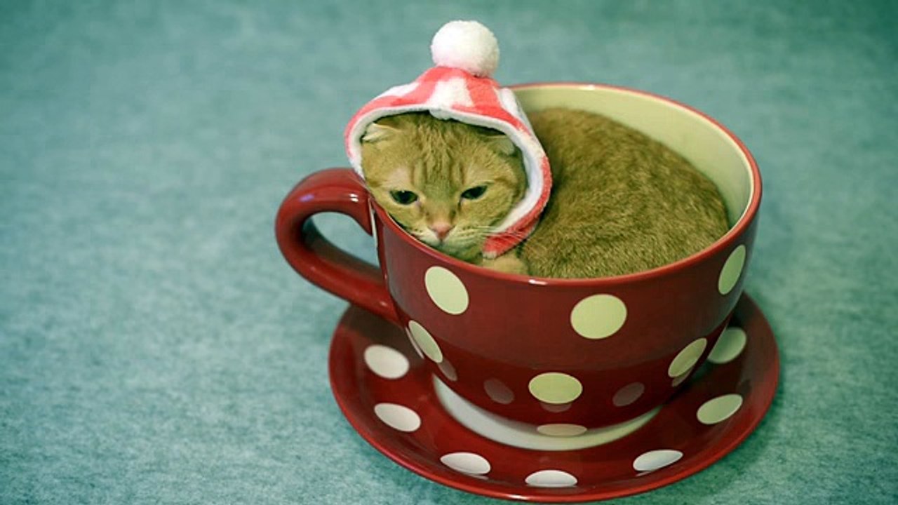 Cute Cat in Tea Cup