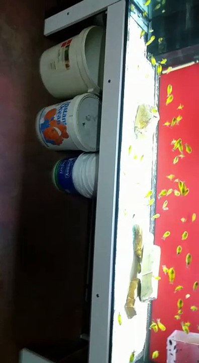 VID-20160224-WA0003