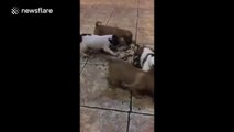Puppies frantically gather food off the floor