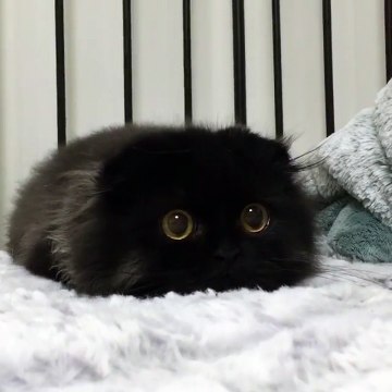 Gimo, le chat avec des yeux comme des billes