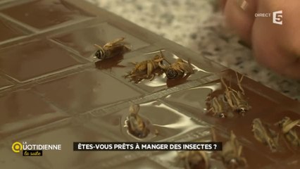 Etes-vous prêts à manger des insectes ?
