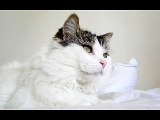 13 min kitty hypnotize ~_~ (part 1223)