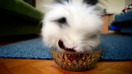 Rabbit Eating Strawberries & Cherries (Cute Rabbit Eating Raspberries)