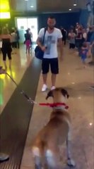 Un chien retrouve son maître après 3 ans d'absence