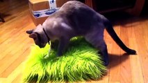 FUNNY CAT Funny Cat Videos Cat surprised Best Funny Cats Videos 2015