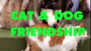 Best Funny cat Compilation funny cat videos Best Cat videos