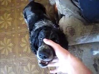 собака Бэ бэ бэээ