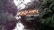 (ID) Kalaweit Wildlife Rescue Season 2, Coming Soon on Metro TV (April 2016)