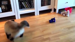 Funny Cats - Funny Cat Videos Better Than Funny Pranks - Funny Videos 2014