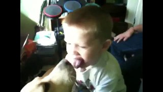 Funny cute dogs and kids