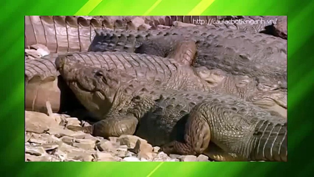 Crocodile Vs Tiger