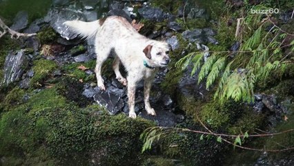 Incredible dog rescue caught on camera