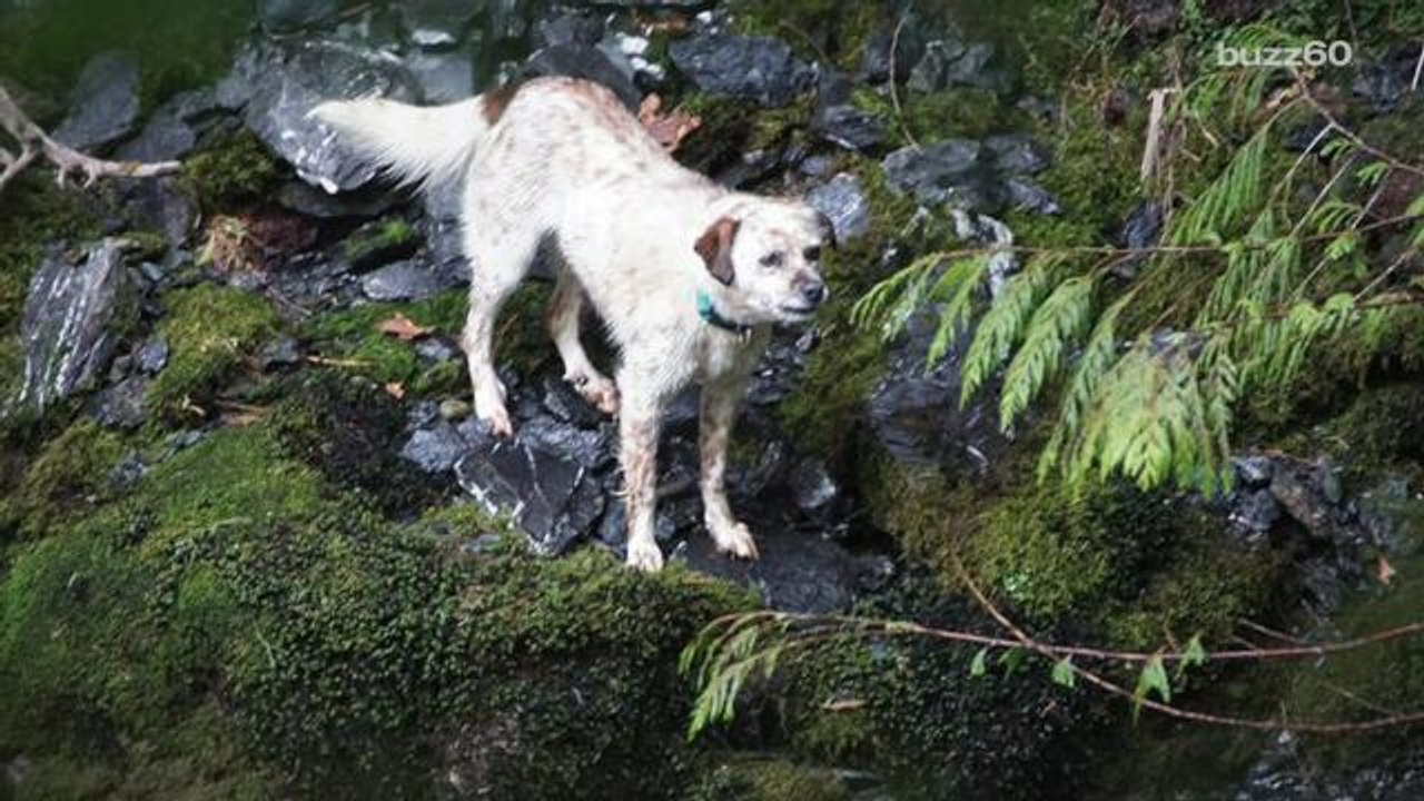 Incredible dog rescue caught on camera