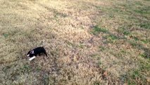 Puppy Doesn't Want To Walk On Her Leash